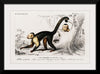 "White-headed capuchin (Cebus Hypoleucus)", Charles D' Orbigny