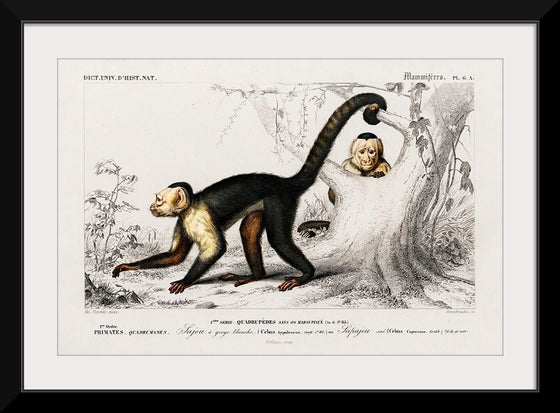 "White-headed capuchin (Cebus Hypoleucus)", Charles D' Orbigny