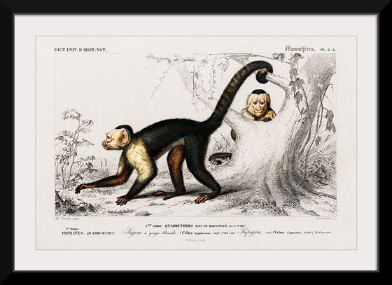 "White-headed capuchin (Cebus Hypoleucus)", Charles D' Orbigny