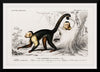 "White-headed capuchin (Cebus Hypoleucus)", Charles D' Orbigny