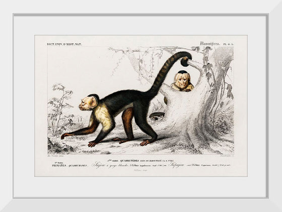 "White-headed capuchin (Cebus Hypoleucus)", Charles D' Orbigny