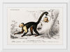 "White-headed capuchin (Cebus Hypoleucus)", Charles D' Orbigny