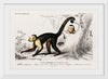 "White-headed capuchin (Cebus Hypoleucus)", Charles D' Orbigny