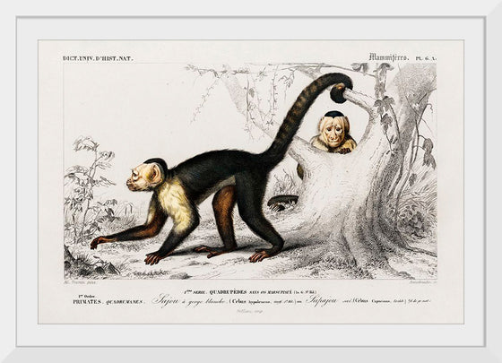 "White-headed capuchin (Cebus Hypoleucus)", Charles D' Orbigny