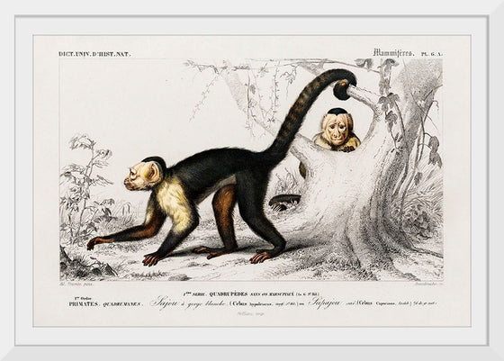 "White-headed capuchin (Cebus Hypoleucus)", Charles D' Orbigny