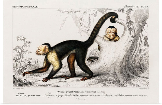 "White-headed capuchin (Cebus Hypoleucus)", Charles D' Orbigny