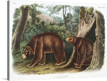  John Woodhouse Audubon’s Cinnamon Bear is a beautiful and detailed illustration that captures the essence of the animal’s features. The cinnamon bear is depicted in a naturalistic pose, with its fur rendered in intricate detail. 