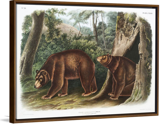 "Cinnamon Bear", John Woodhouse Audubon