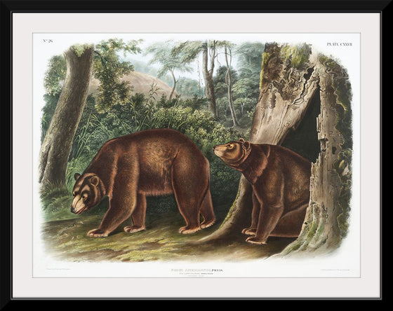"Cinnamon Bear", John Woodhouse Audubon