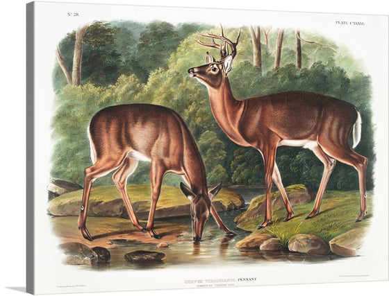 If you are looking for a print that showcases the beauty and diversity of the American wildlife, you might be interested in this artwork: “Deer or Virginian Deer (1845)” by John Woodhouse Audubon. This print is a watercolor and graphite illustration of a red and white deer, one of the most common and iconic animals in North America. 