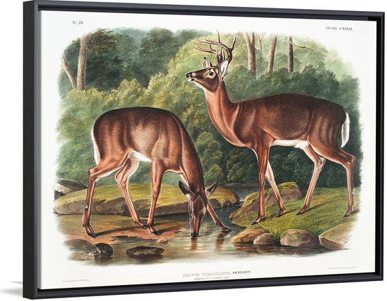 "Deer or Virginian Deer (1845)", John Wooodhouse Audubuon