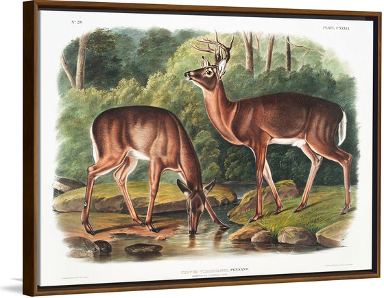 "Deer or Virginian Deer (1845)", John Wooodhouse Audubuon