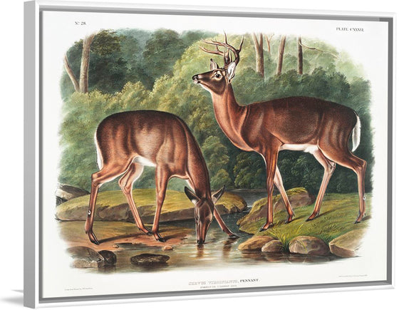 "Deer or Virginian Deer (1845)", John Wooodhouse Audubuon