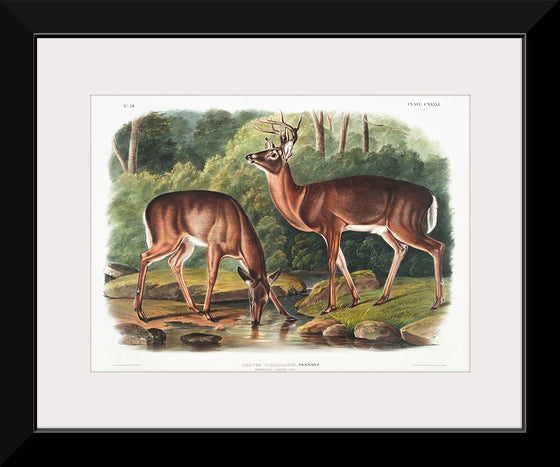 "Deer or Virginian Deer (1845)", John Wooodhouse Audubuon