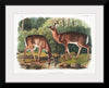 "Deer or Virginian Deer (1845)", John Wooodhouse Audubuon