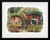 "Deer or Virginian Deer (1845)", John Wooodhouse Audubuon