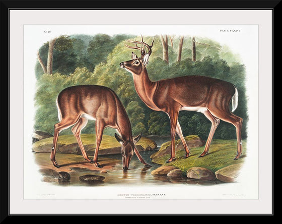 "Deer or Virginian Deer (1845)", John Wooodhouse Audubuon