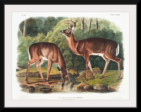 "Deer or Virginian Deer (1845)", John Wooodhouse Audubuon