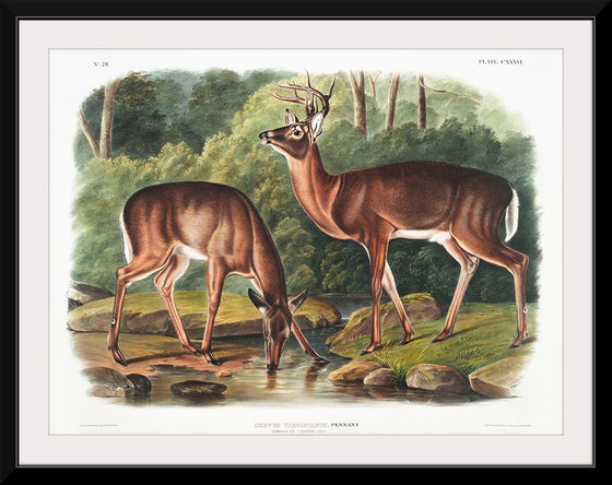 "Deer or Virginian Deer (1845)", John Wooodhouse Audubuon