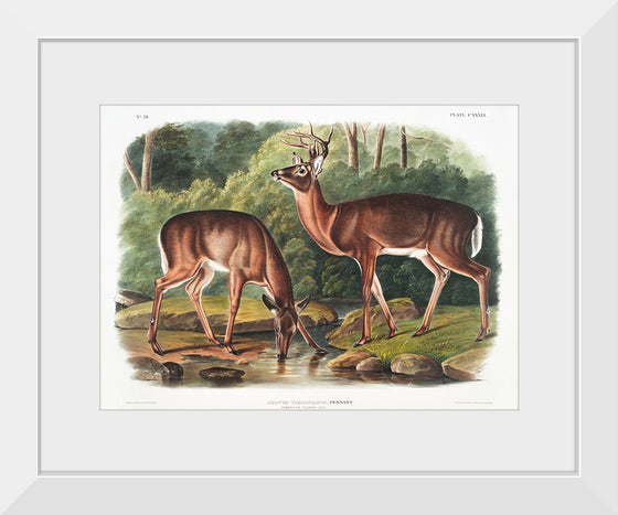 "Deer or Virginian Deer (1845)", John Wooodhouse Audubuon