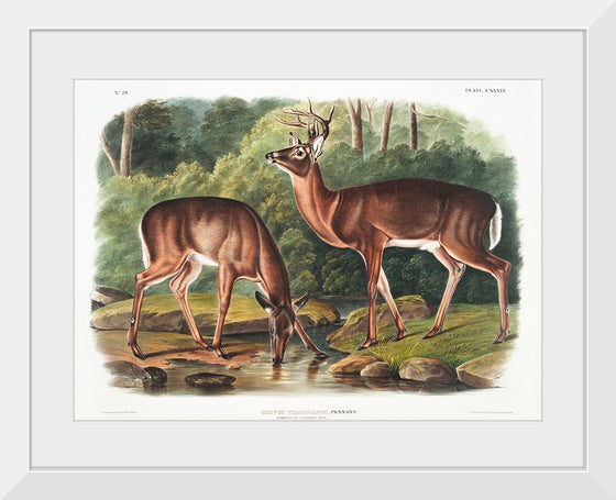 "Deer or Virginian Deer (1845)", John Wooodhouse Audubuon