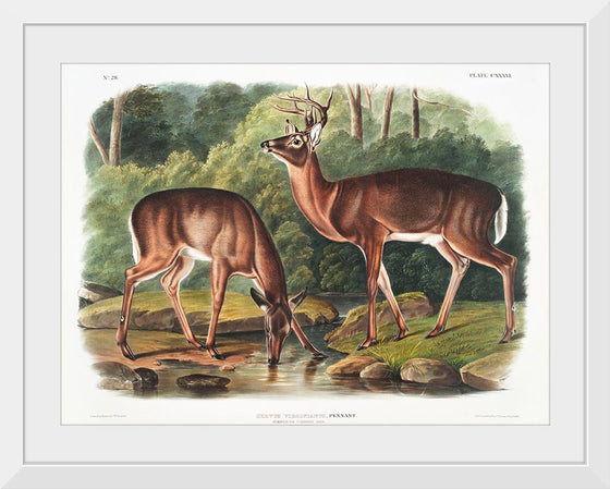 "Deer or Virginian Deer (1845)", John Wooodhouse Audubuon