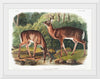 "Deer or Virginian Deer (1845)", John Wooodhouse Audubuon