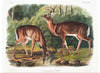 "Deer or Virginian Deer (1845)", John Wooodhouse Audubuon