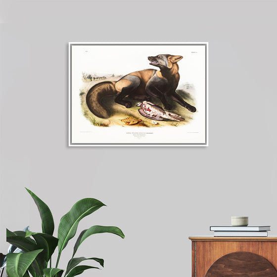 "American Cross-Fox (Canis vulpes) (1845)", John Woodhouse Audubon