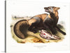 John Woodhouse Audubon’s “American Cross-Fox (Canis vulpes)” is a beautiful and detailed illustration that would make a great addition to any art collection. The illustration is part of “The Viviparous Quadrupeds of North America” and was created in 1845.