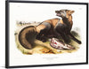 "American Cross-Fox (Canis vulpes) (1845)", John Woodhouse Audubon