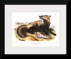 "American Cross-Fox (Canis vulpes) (1845)", John Woodhouse Audubon