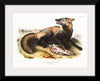 "American Cross-Fox (Canis vulpes) (1845)", John Woodhouse Audubon