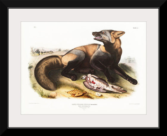 "American Cross-Fox (Canis vulpes) (1845)", John Woodhouse Audubon