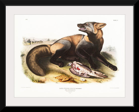 "American Cross-Fox (Canis vulpes) (1845)", John Woodhouse Audubon