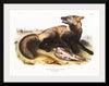 "American Cross-Fox (Canis vulpes) (1845)", John Woodhouse Audubon