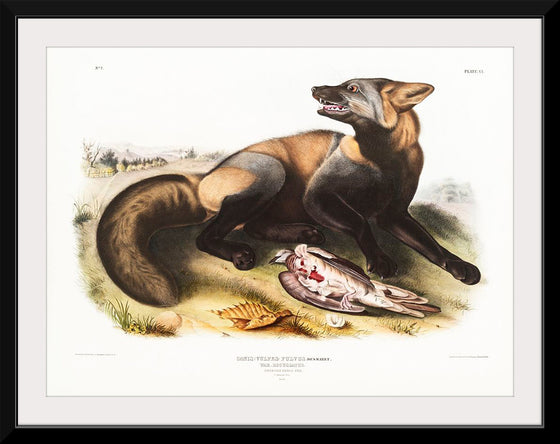 "American Cross-Fox (Canis vulpes) (1845)", John Woodhouse Audubon