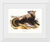 "American Cross-Fox (Canis vulpes) (1845)", John Woodhouse Audubon