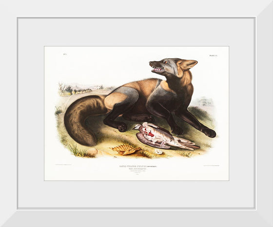 "American Cross-Fox (Canis vulpes) (1845)", John Woodhouse Audubon