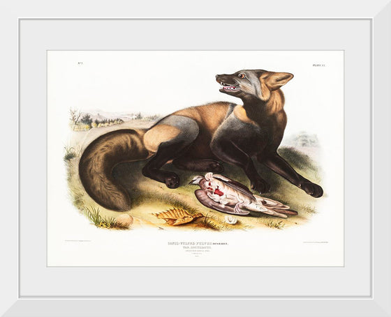 "American Cross-Fox (Canis vulpes) (1845)", John Woodhouse Audubon