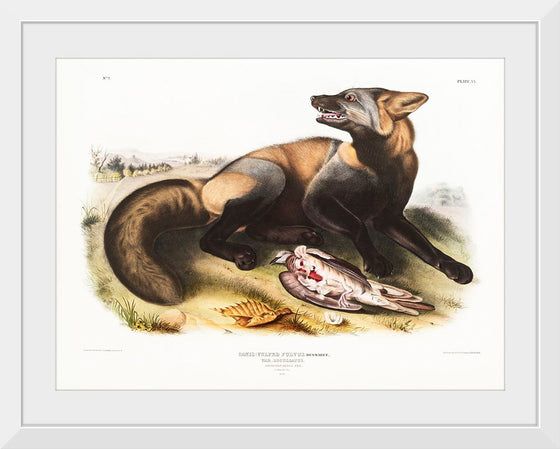 "American Cross-Fox (Canis vulpes) (1845)", John Woodhouse Audubon