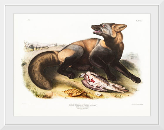 "American Cross-Fox (Canis vulpes) (1845)", John Woodhouse Audubon