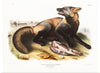 "American Cross-Fox (Canis vulpes) (1845)", John Woodhouse Audubon