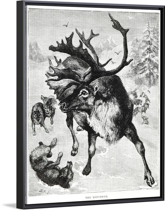 "Reindeer"