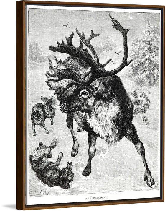 "Reindeer"