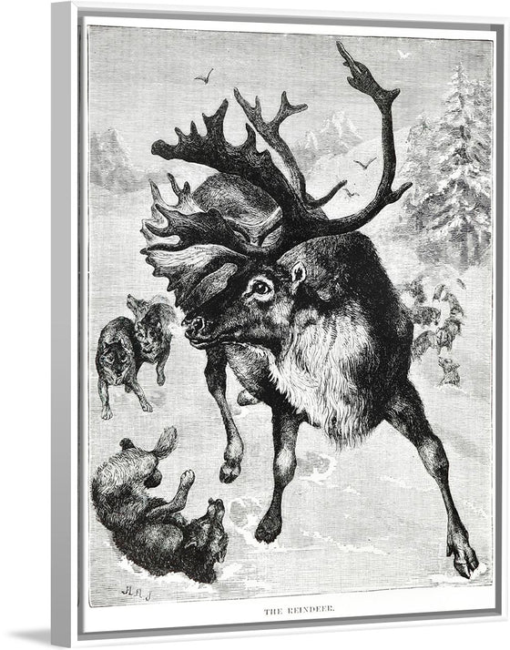 "Reindeer"