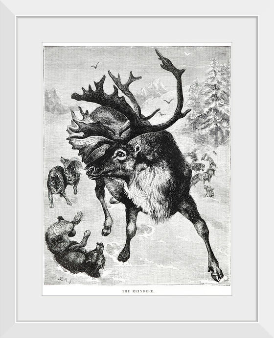 "Reindeer"