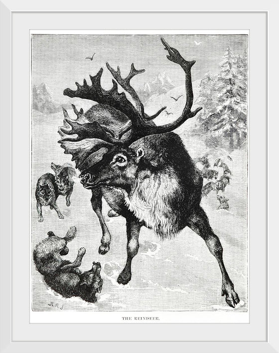 "Reindeer"