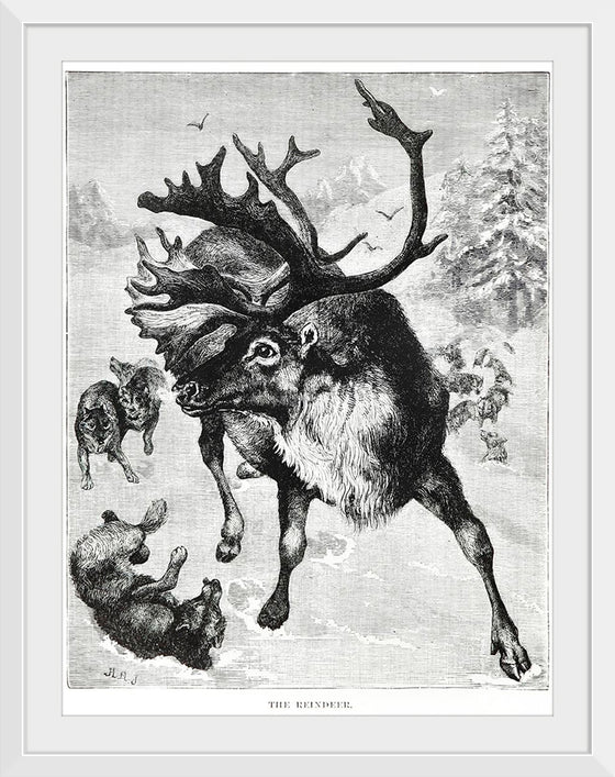 "Reindeer"