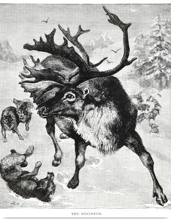 "Reindeer"